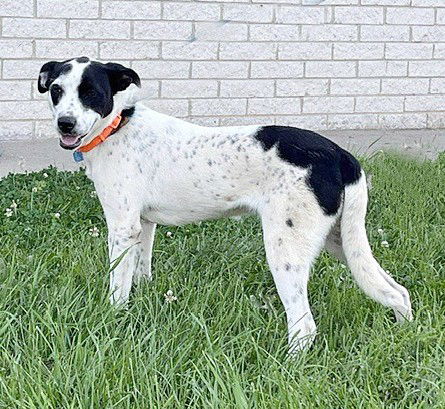 adoptable Dog in North Prairie, WI named **RUDY**
