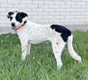 adoptable Dog in  named **RUDY**