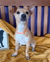 adoptable Dog in  named **JUNIE**