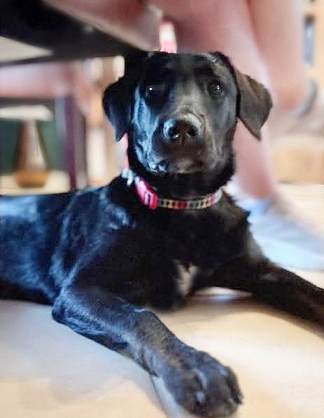 adoptable Dog in North Prairie, WI named **FRIDA**