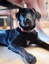 adoptable Dog in  named **FRIDA**