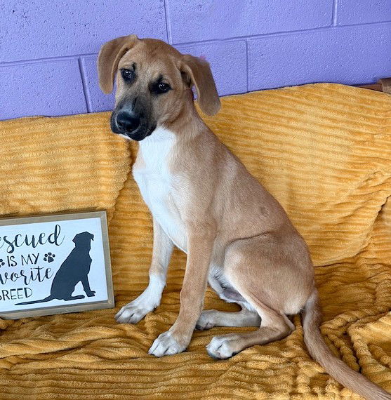 adoptable Dog in North Prairie, WI named **RODGER**