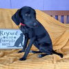 adoptable Dog in  named **KIMMI**