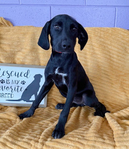 adoptable Dog in North Prairie, WI named **SAMMI**