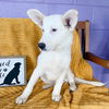 adoptable Dog in  named **CINDY**