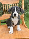 adoptable Dog in  named **FLORA**
