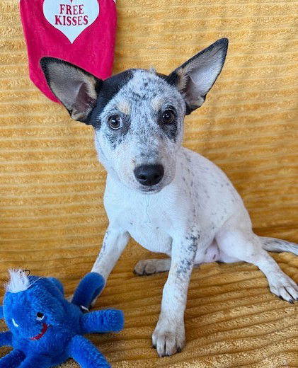 adoptable Dog in North Prairie, WI named **PEPPER**