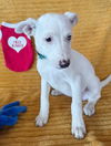 adoptable Dog in  named **PINKY**