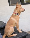 adoptable Dog in  named **BAILEE**
