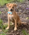 adoptable Dog in  named **ERNIE**