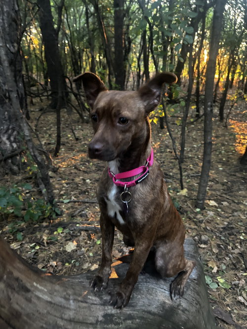 picture of the dog needing adoption