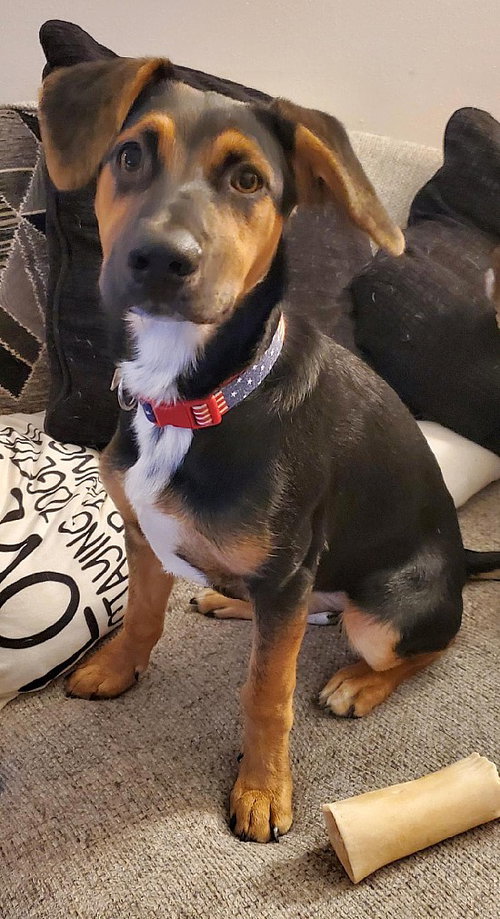 picture of the dog needing adoption