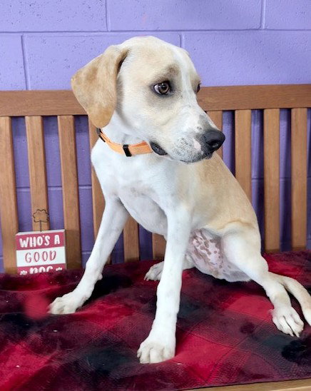 picture of the dog needing adoption