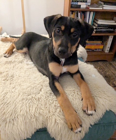 picture of the dog needing adoption