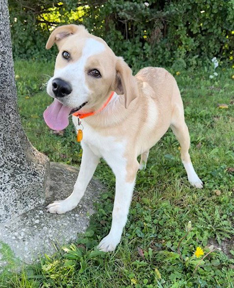 picture of the dog needing adoption