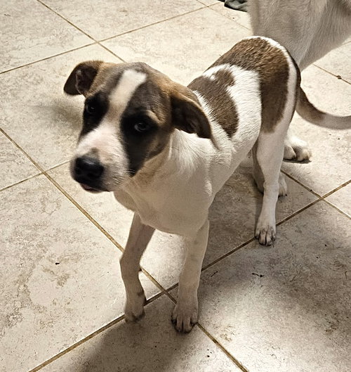 picture of the dog needing adoption