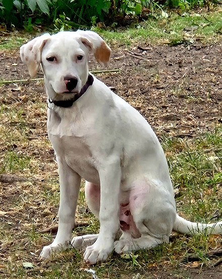 picture of the dog needing adoption