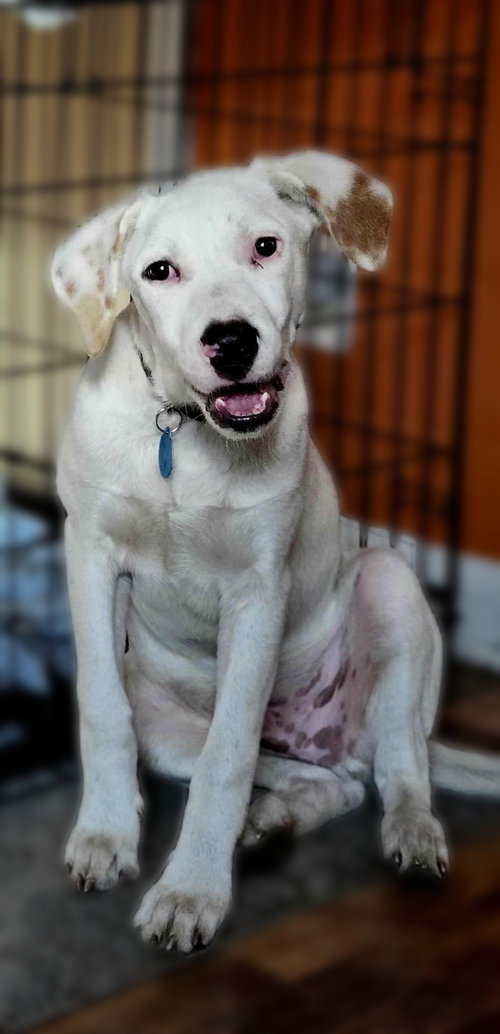 picture of the dog needing adoption