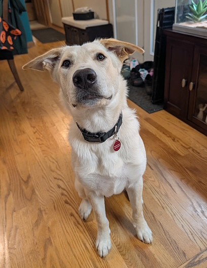 picture of the dog needing adoption