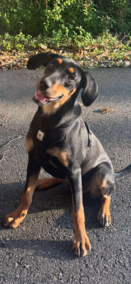 picture of the dog needing adoption