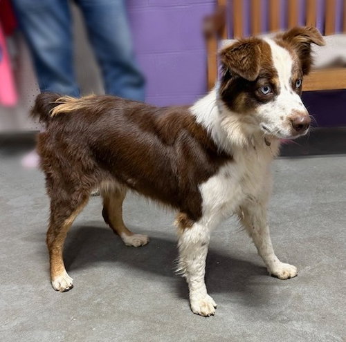 picture of the dog needing adoption