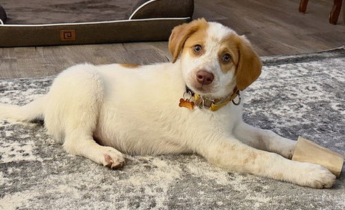 picture of the dog needing adoption