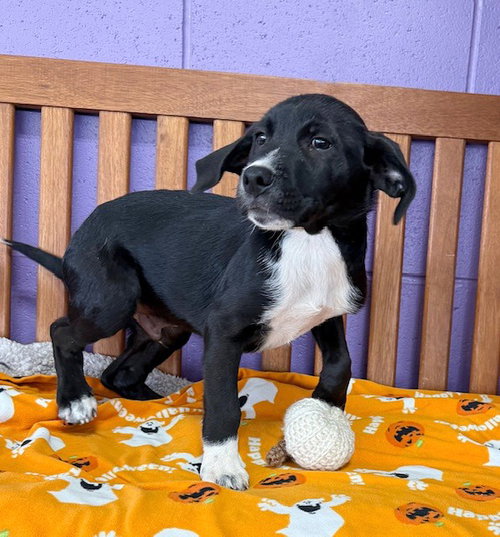picture of the dog needing adoption