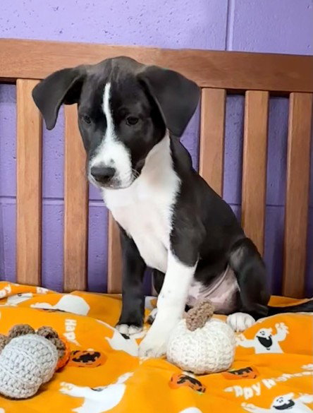 picture of the dog needing adoption