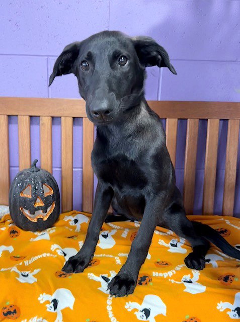 picture of the dog needing adoption
