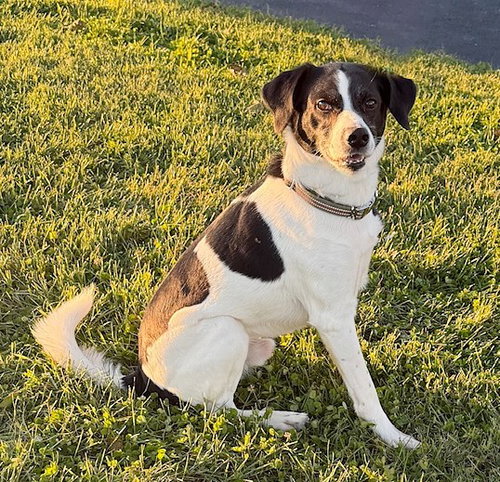 picture of the dog needing adoption