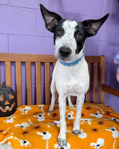 picture of the dog needing adoption