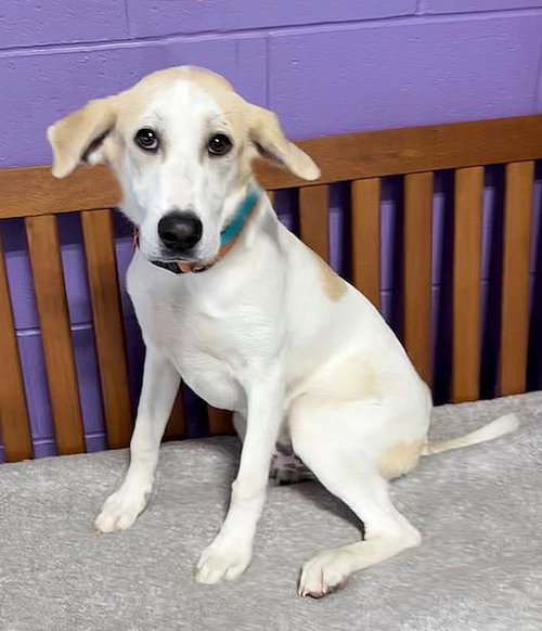 picture of the dog needing adoption