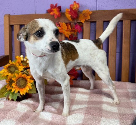 picture of the dog needing adoption