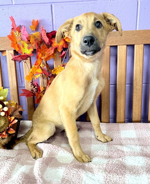 picture of the dog needing adoption