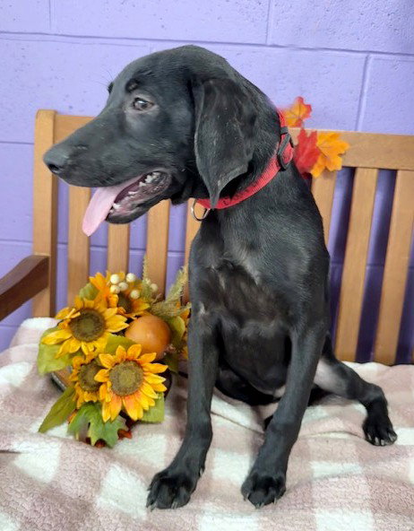 picture of the dog needing adoption