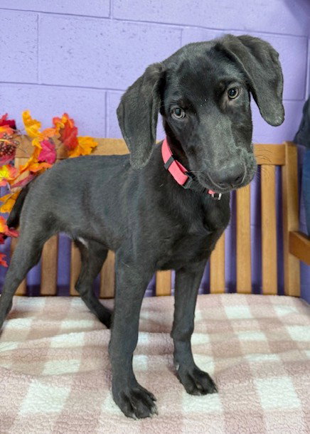 picture of the dog needing adoption