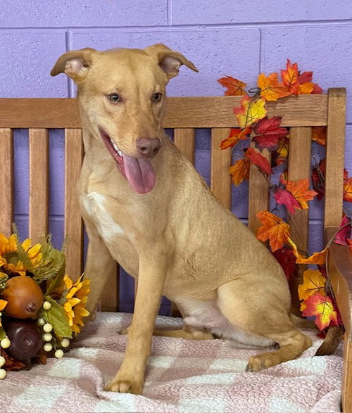 picture of the dog needing adoption