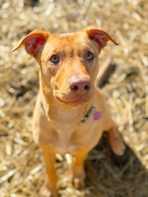 picture of the dog needing adoption