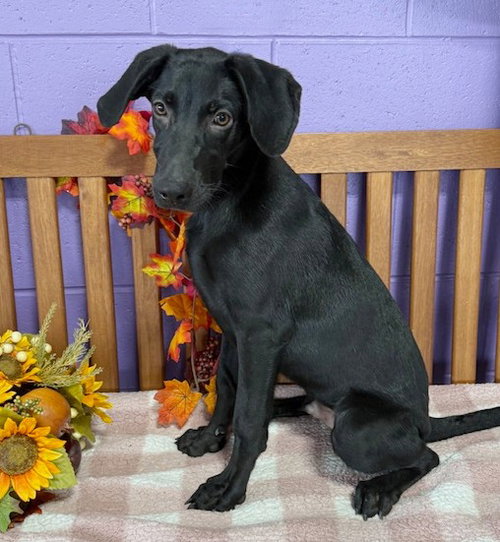 picture of the dog needing adoption