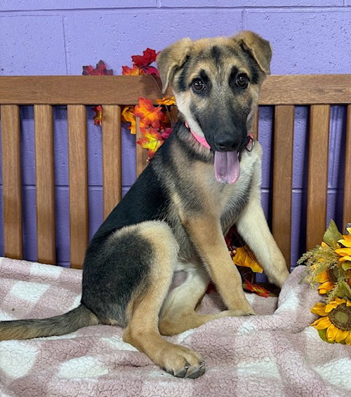 picture of the dog needing adoption