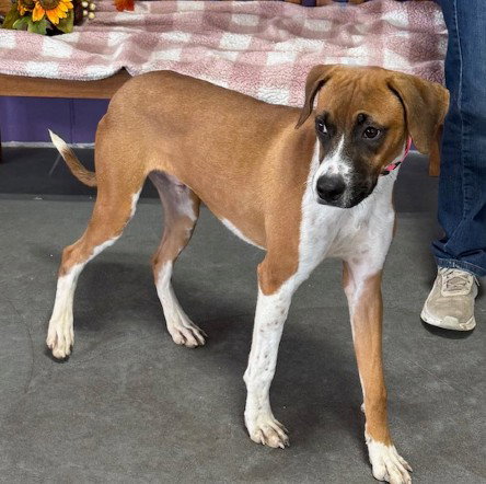 picture of the dog needing adoption