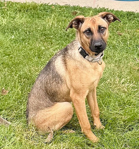 picture of the dog needing adoption