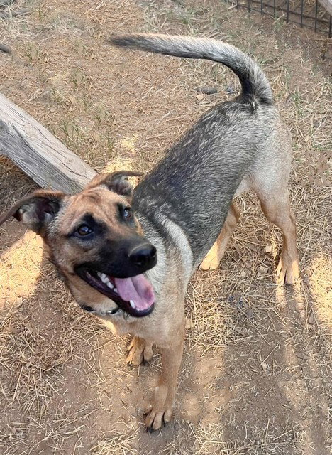 picture of the dog needing adoption