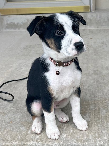 picture of the dog needing adoption
