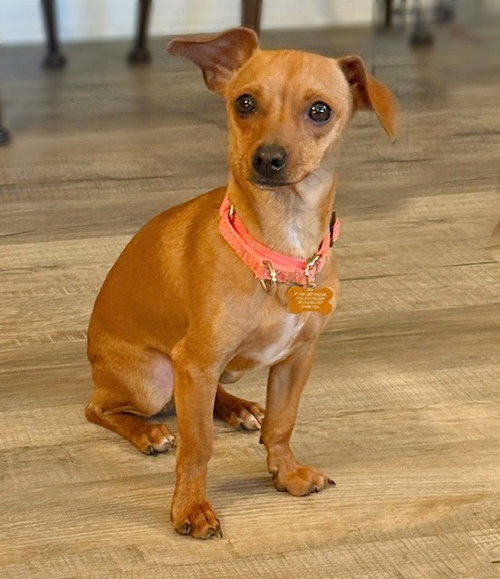 picture of the dog needing adoption
