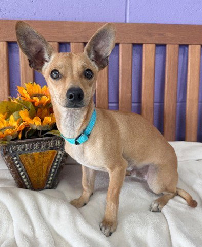 picture of the dog needing adoption