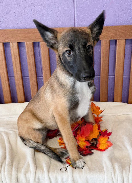 picture of the dog needing adoption
