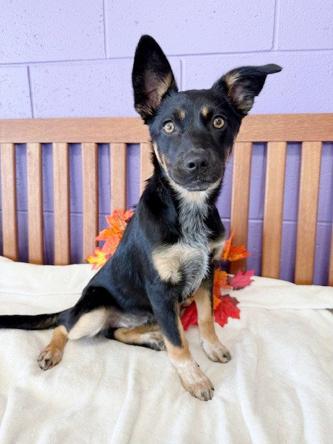 picture of the dog needing adoption