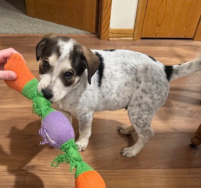 picture of the dog needing adoption