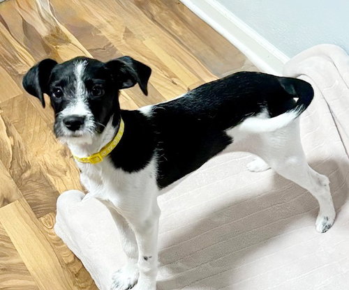 picture of the dog needing adoption